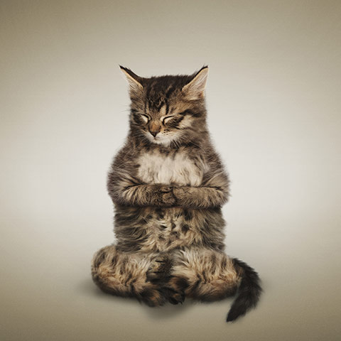 Yoga Kitty